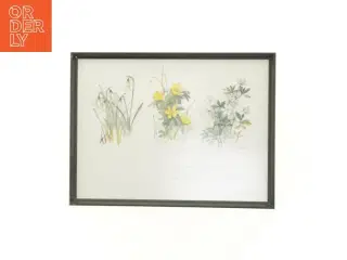 Indrammet botanisk tryk (str. 40 x 30,5 cm)