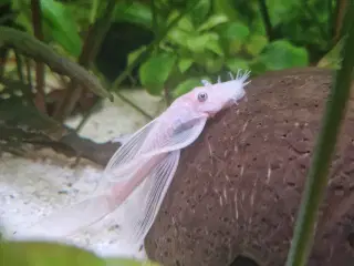 Snow White Long Fin hanner