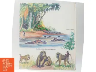 Børnebog - Dyr på en savanne i Afrika 2 af Inga Borg (Bog)