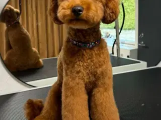 Toy Puddel hvalpe, salsklar fra 30/07-25