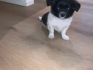 Chihuahua hvalpe 