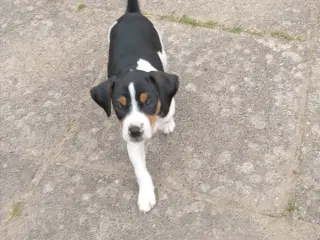 Dansk svensk gårdhunde hvalpe