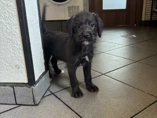 Dansk/svensk gårdhund blanding