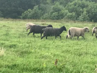 Gotlænder vædder lam 