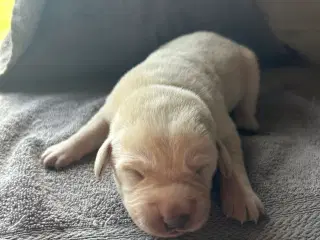 Labrador hvalpe sælges