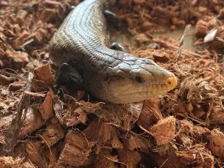0.1 Indonesisk Blåtunget skink