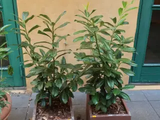 2 stk. planter