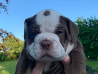 New English Bulldog hvalp med stamtavle 