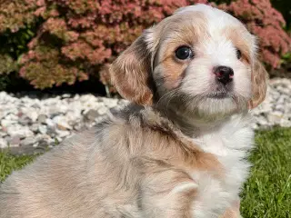 🧡Smukke Bichon Havanais 🧡