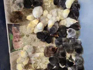 Daggamle orpington kyllinger