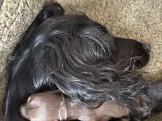 Ft. Cockerspaniel hvalpe