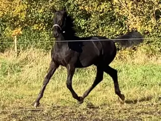 Barockpinto hingsteføl