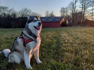 Alaskan Malamute med stamtavle 2 år 