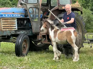 MINI irish cob 
