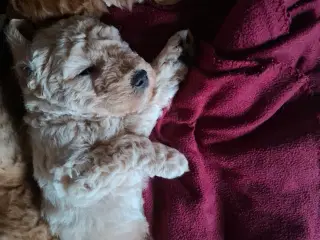 Goldendoodle/Labradoodle