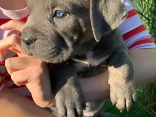 Cane Corso Italiano hvalpe