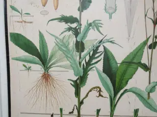 Botaniske illustrationsplakater