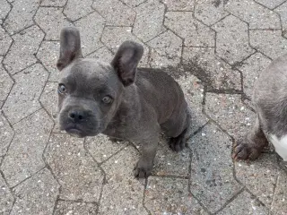 Fransk Bulldog Hvalpe