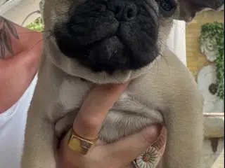 Franske bulldog hvalpe