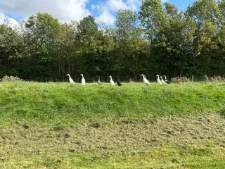 Løbeænder 