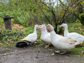 Moskus ællinger 8 uger, 4 stk.