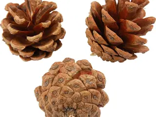 Fyrrekogler, diam. 40 mm, 500g/ 1 pk.