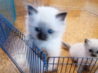 Ragdoll 