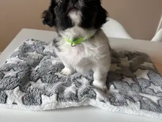 Hundehvalpe. Shih tzu/tibetansk spaniel.