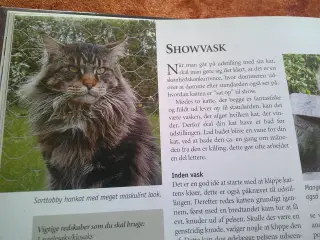 Maine Coon, Felis Danica