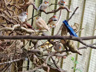 Zebrafinker Kanariefugle 