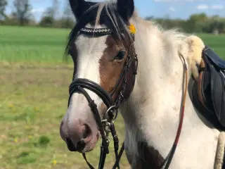Fantastisk sød pony