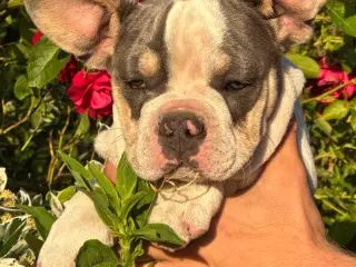 Franske bulldog hvalpe rejseklare NU 