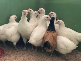 5 uge gammele kyllinger