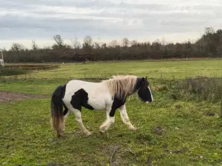 2,5 års tinker krydsningshoppe