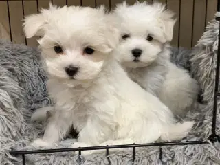Ægte mini malteser babyer 