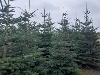 Juletræer store