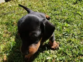 Gravhunde hvalpe korthåret 