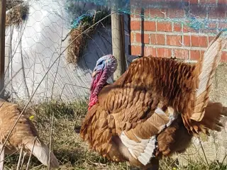 En flot han kalkun