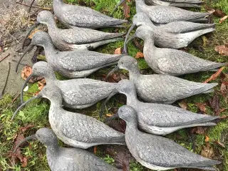 Regn-spurve lokkere