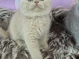 British shorthair hunkilling 