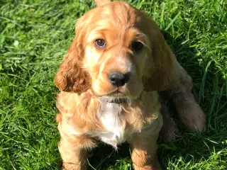 Engelsk Cocker spaniel