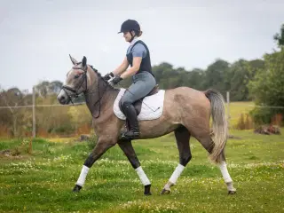 Dejlig 3 års kat. I pony vallak