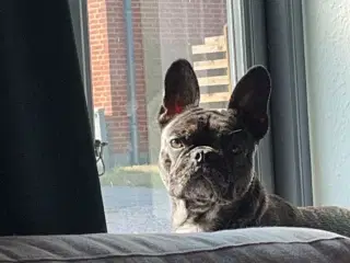 Fransk bulldog søges 