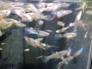 Endler guppy