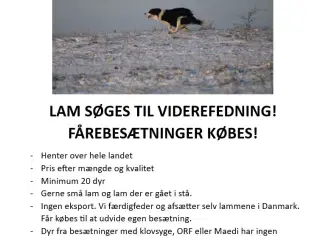 Får og lam købes