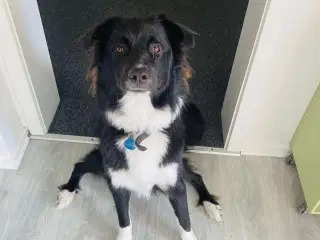 Max søger nyt hjem 🩵