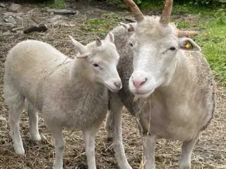 2 smukke hvide albino Jacob-får søger nye græsgang