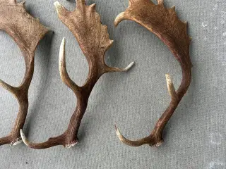 3 fine kastestænger fra dåhjort sælges
