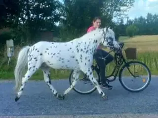 Knabstrupper hingst 5 år