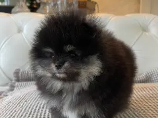 Sød & Smuk Pomeranian Pige